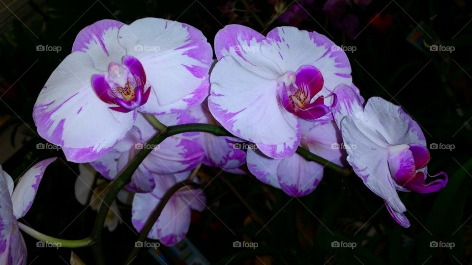 Orchid Elegance