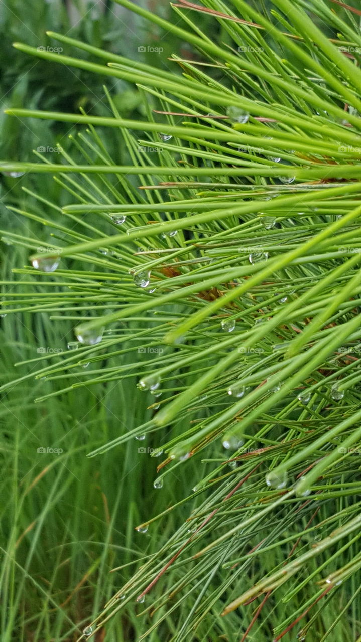wet pine needles