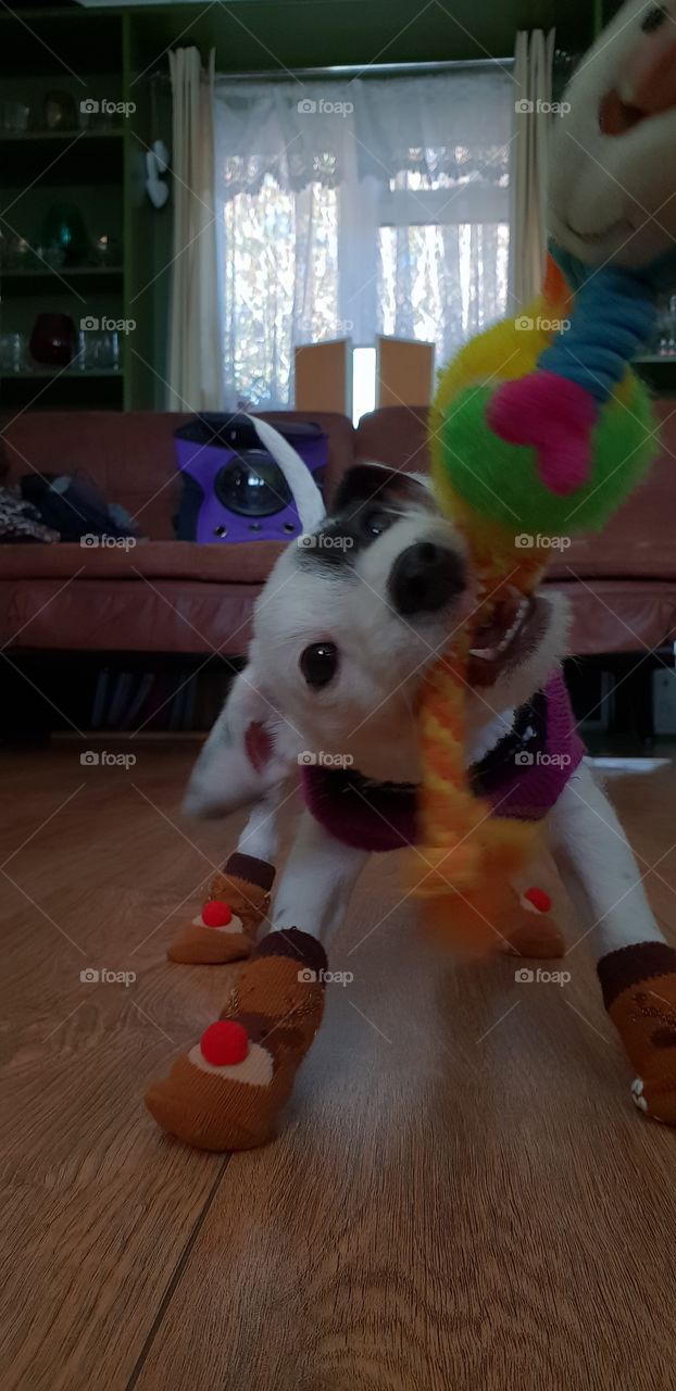 playfull little puppy