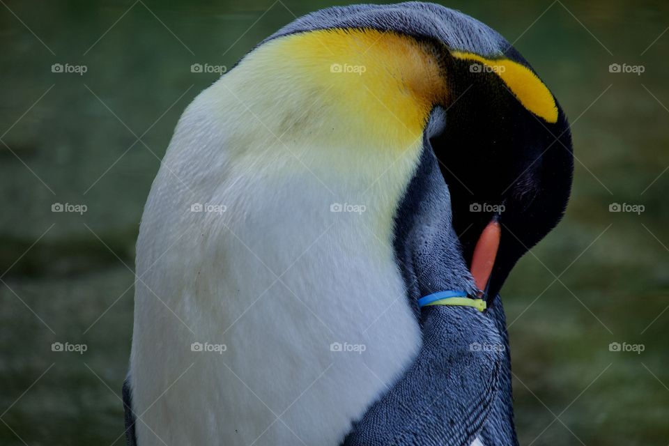 King Penguin