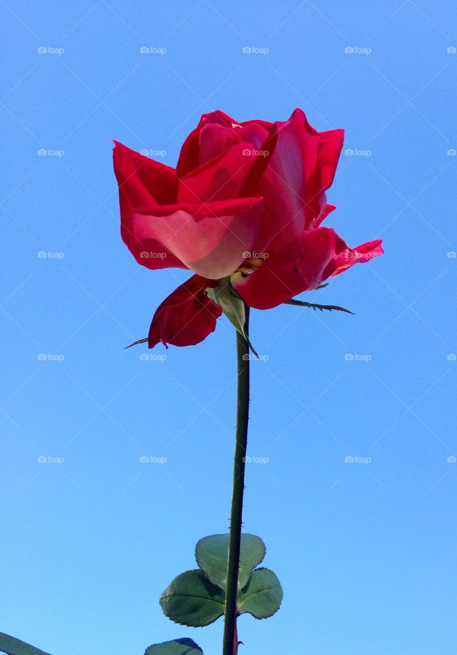 Red Rose Long Stem. This is the last rose of the season so I cut it & decided to take a picture from a different view. It's pretty I think.