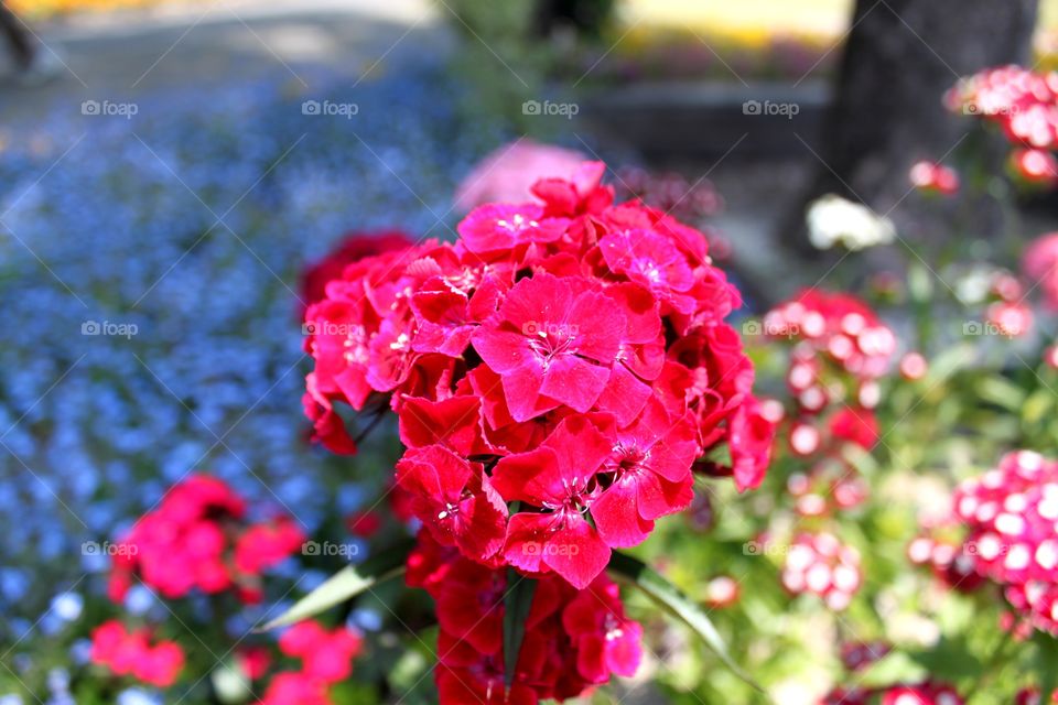 red. beautiful flower. love the nature. botanical garden