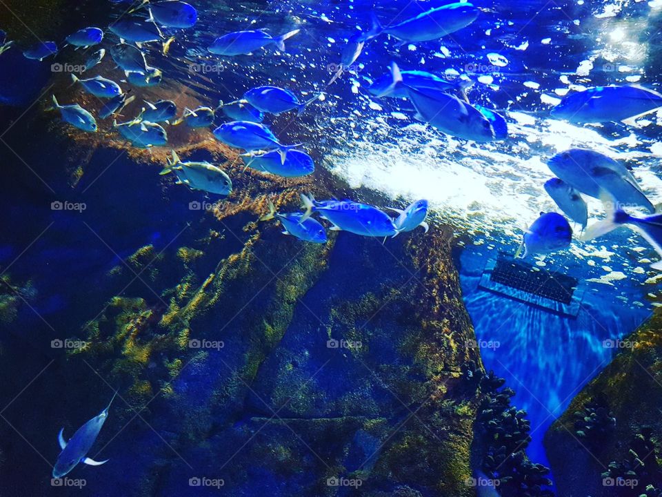 As Belezas do Oceano no AquaRio - O maior aquario marinho da américa latina.