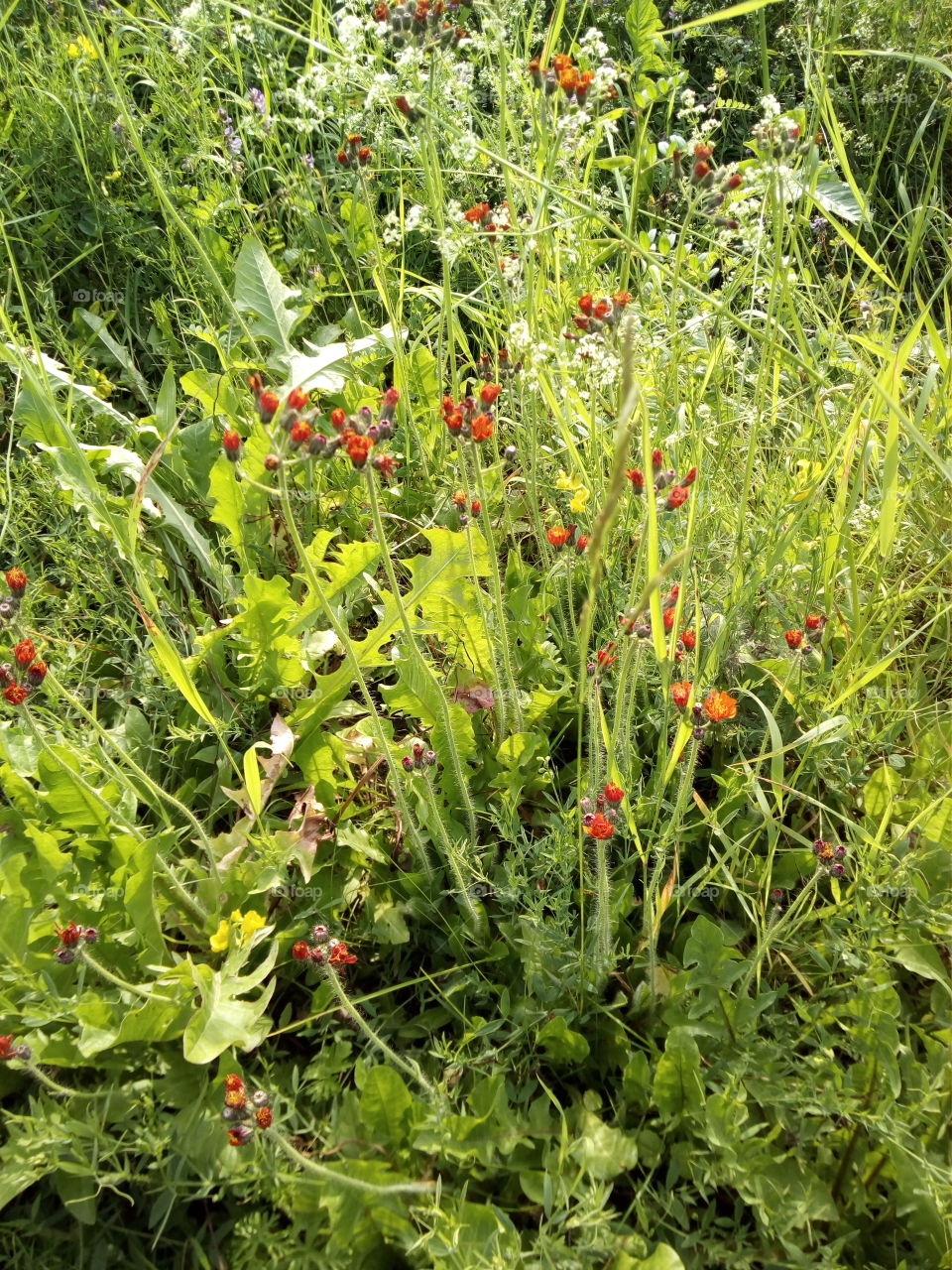 Flowers in Schwarzwald