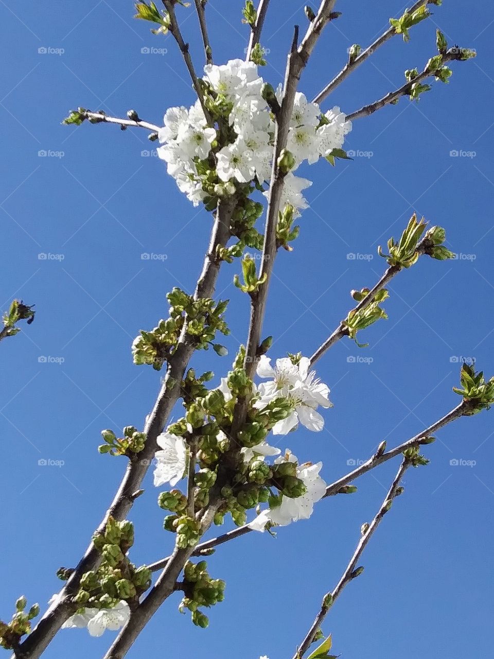 tree in bloom