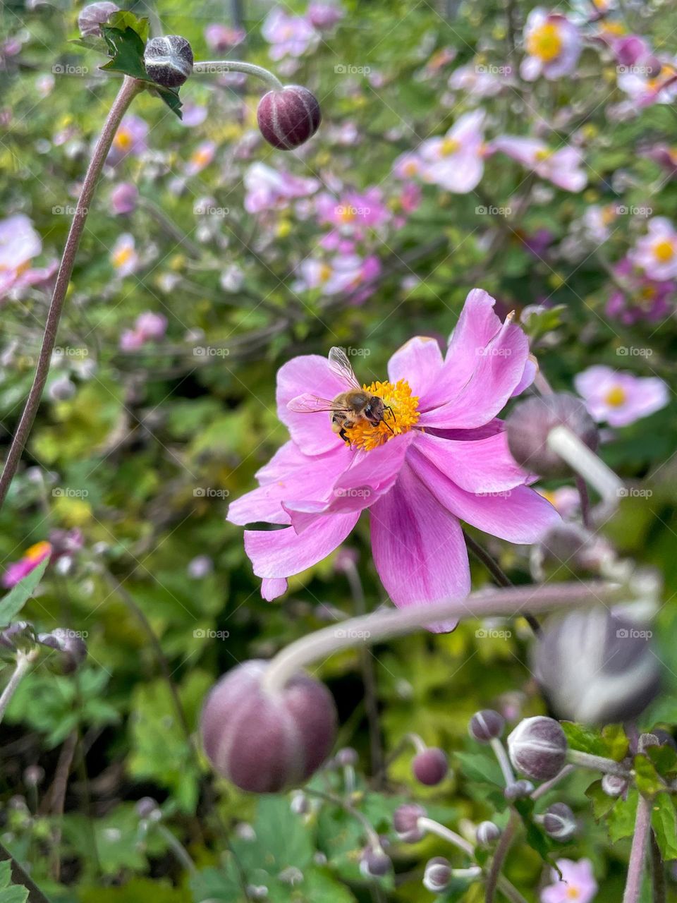 Bee finding pollen in a beautiful pink flower 🌸