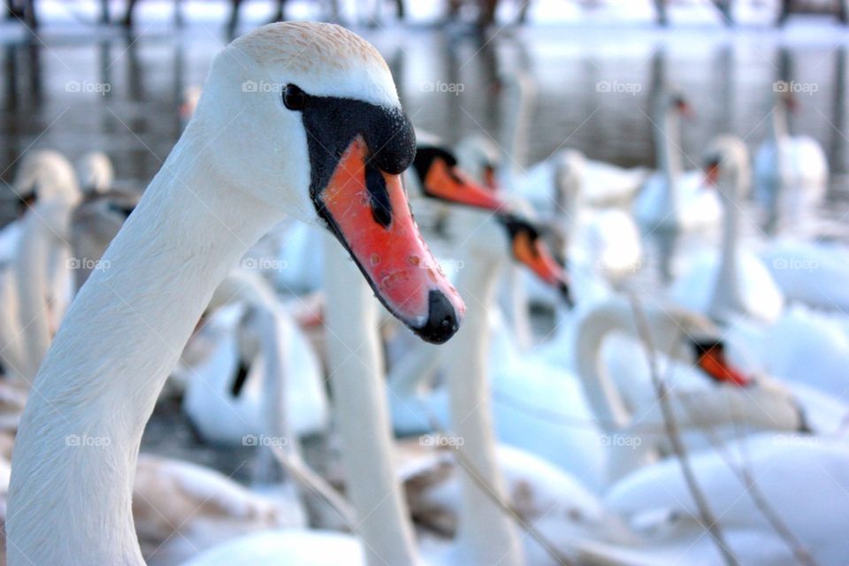 Macro Swan 