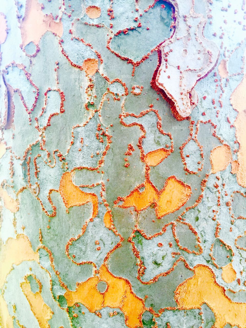 Tree closeup 