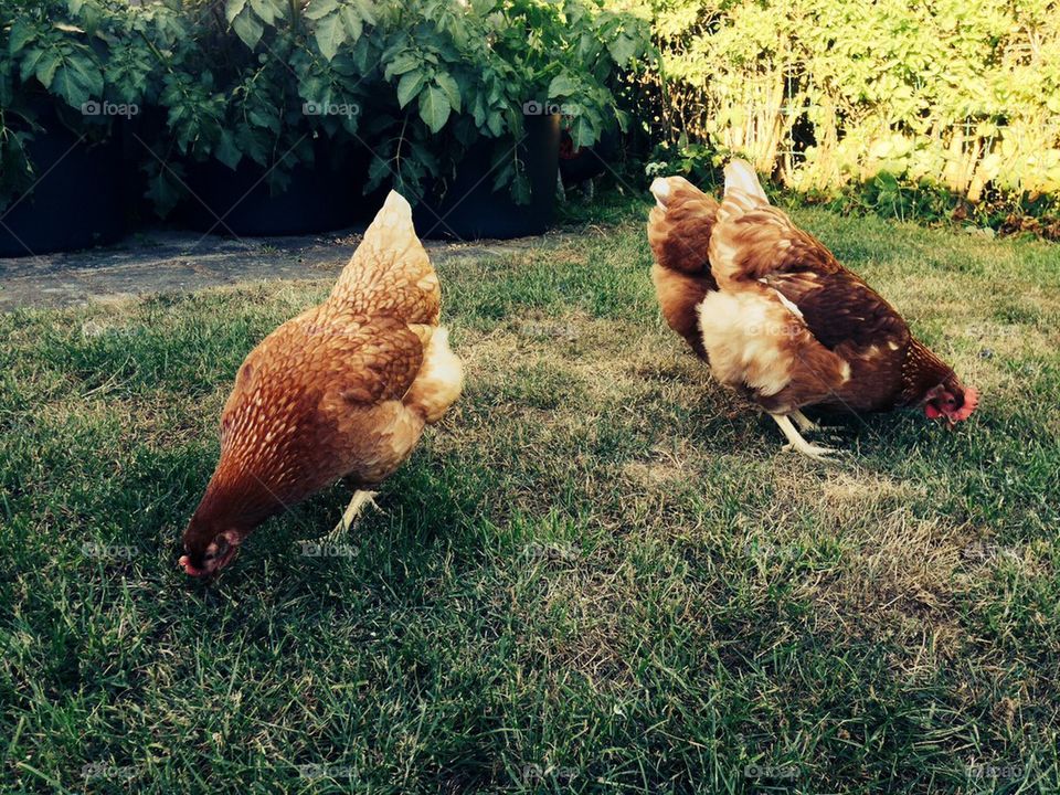 Chickens