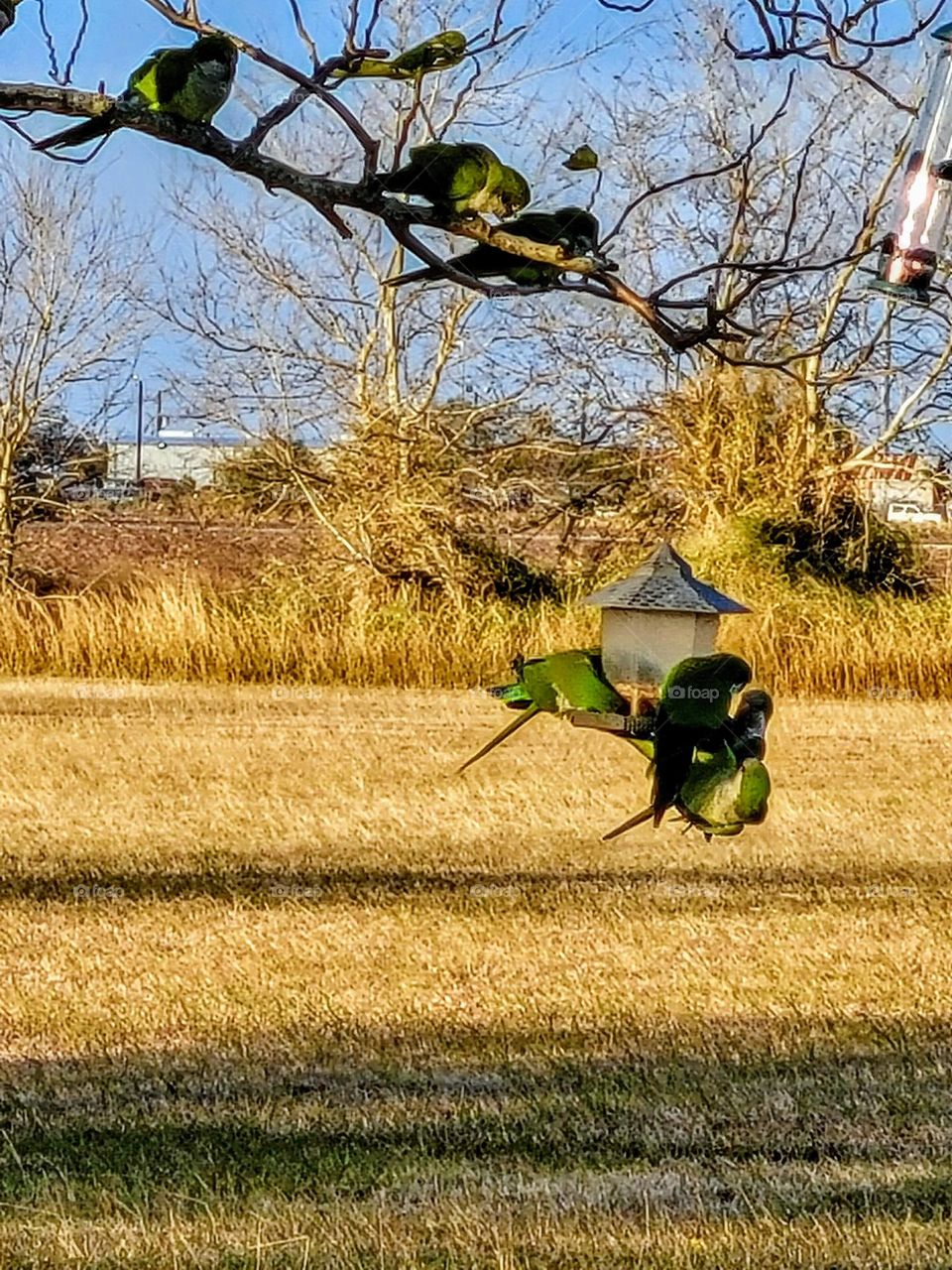 Beautiful, wild green parrots emptying the feeder in minutes.