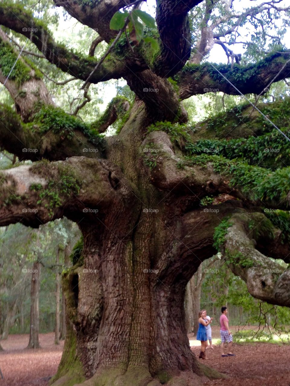 The Angel Oak