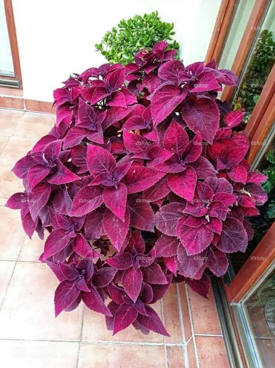 Indoor ornamental plants, carpet plant