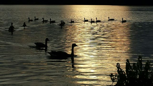 silhouette of geese in a golden sunset on a lake