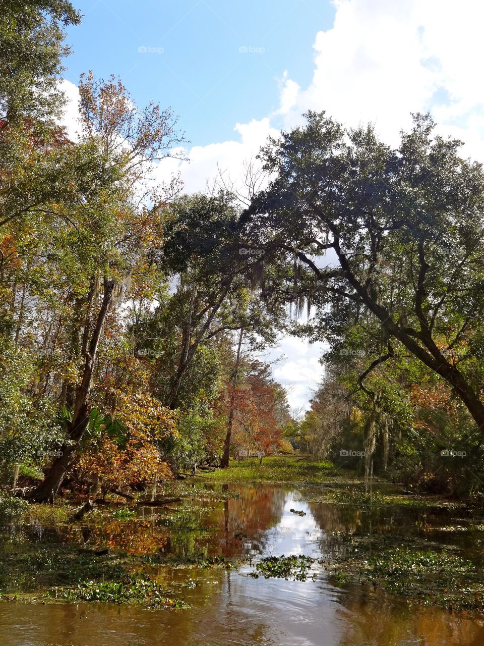 Bayou in New Orleans 