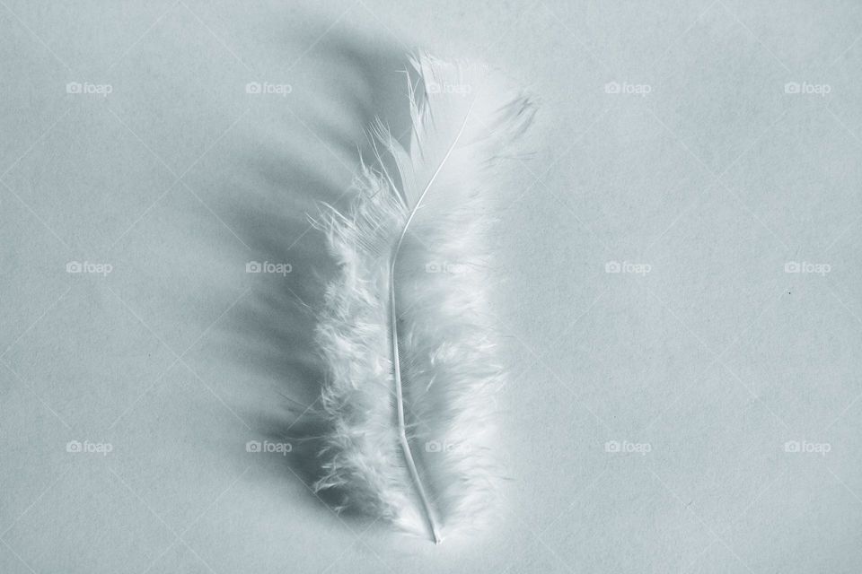 White feather