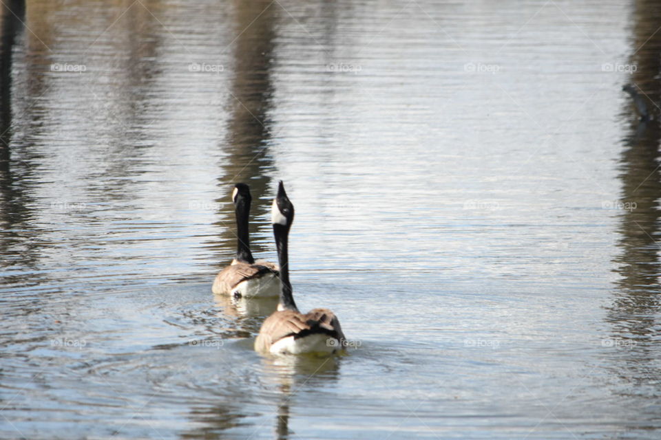 Canada geese swimming