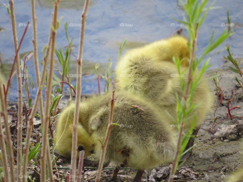 Two little ducklings by the water
