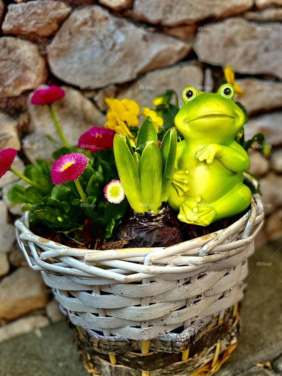 frog in flowers