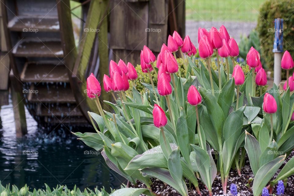 Tulips