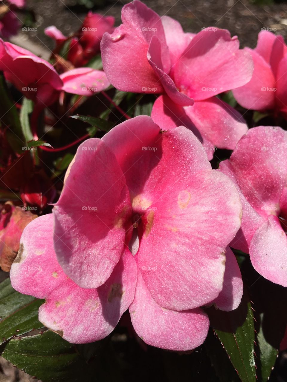 New Guinea impatiens