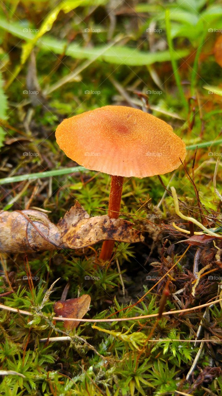 fungus
