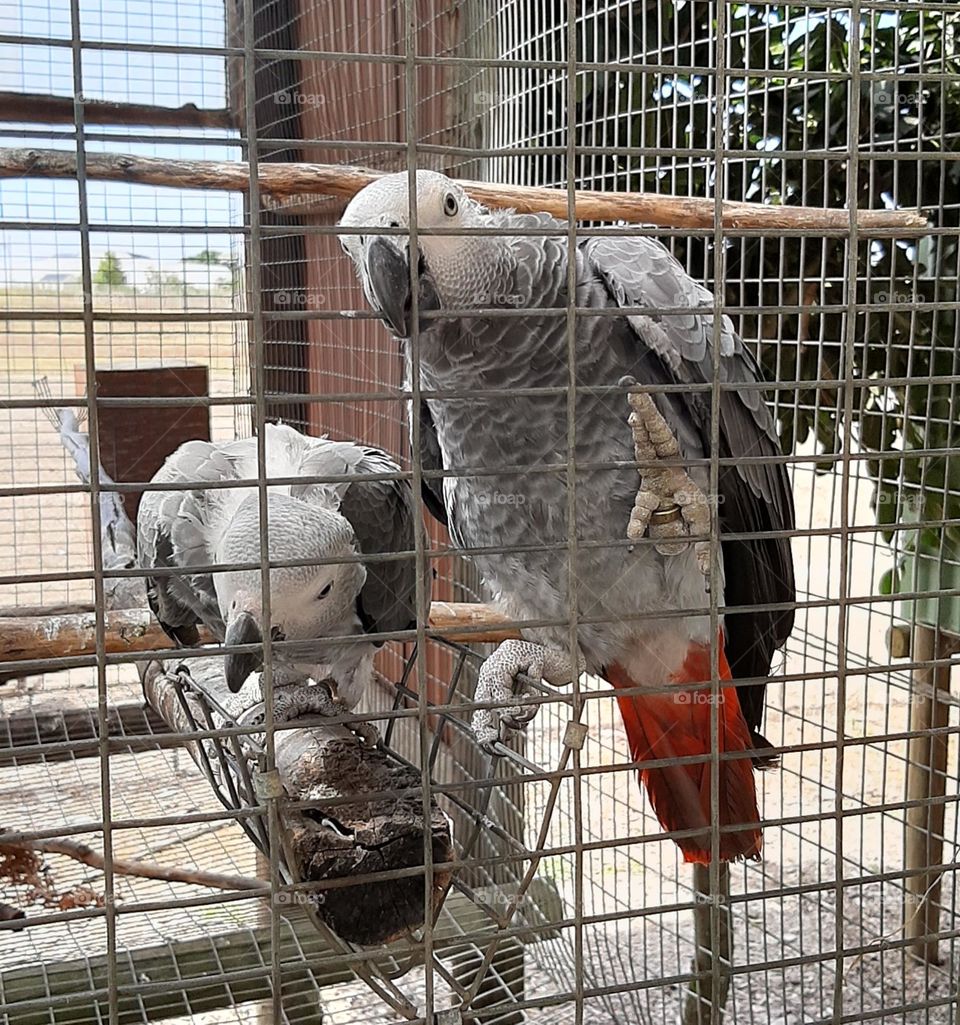 Curious African Greys