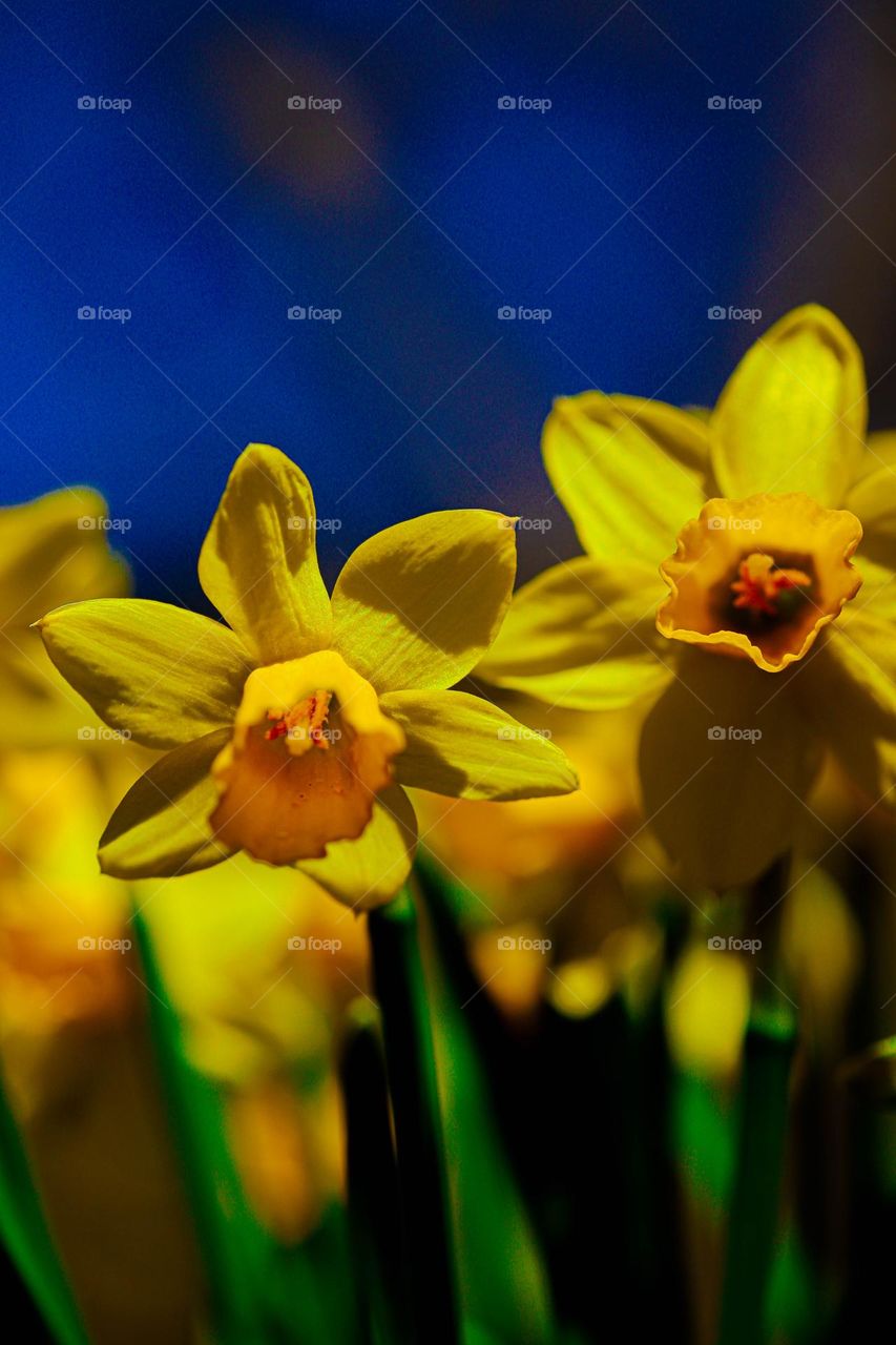 2 daffodils