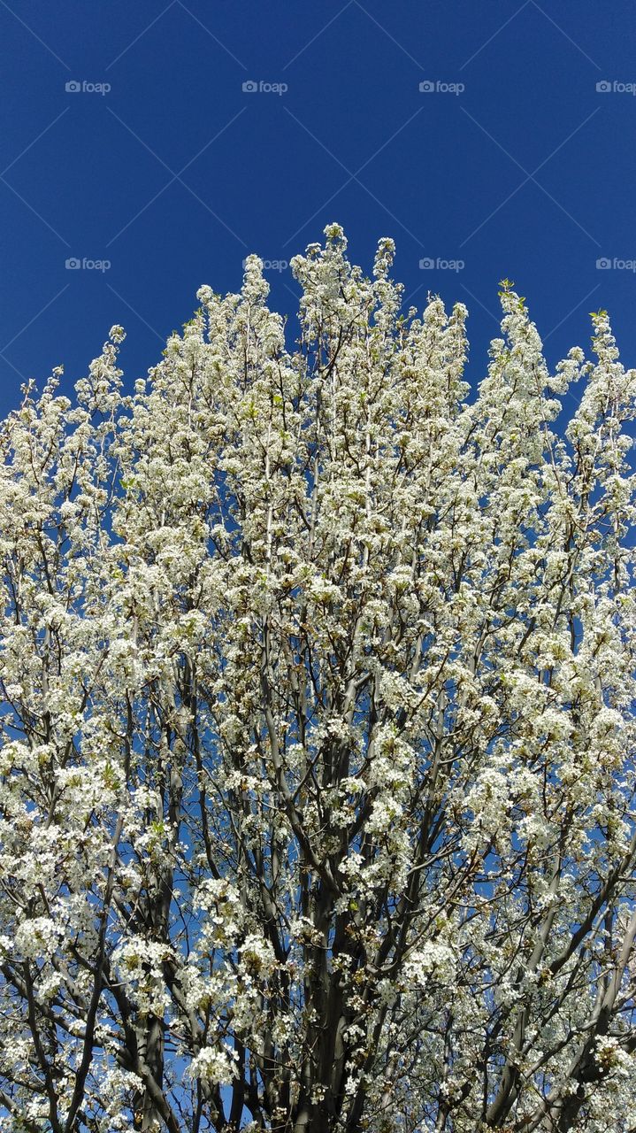 tree blossoms