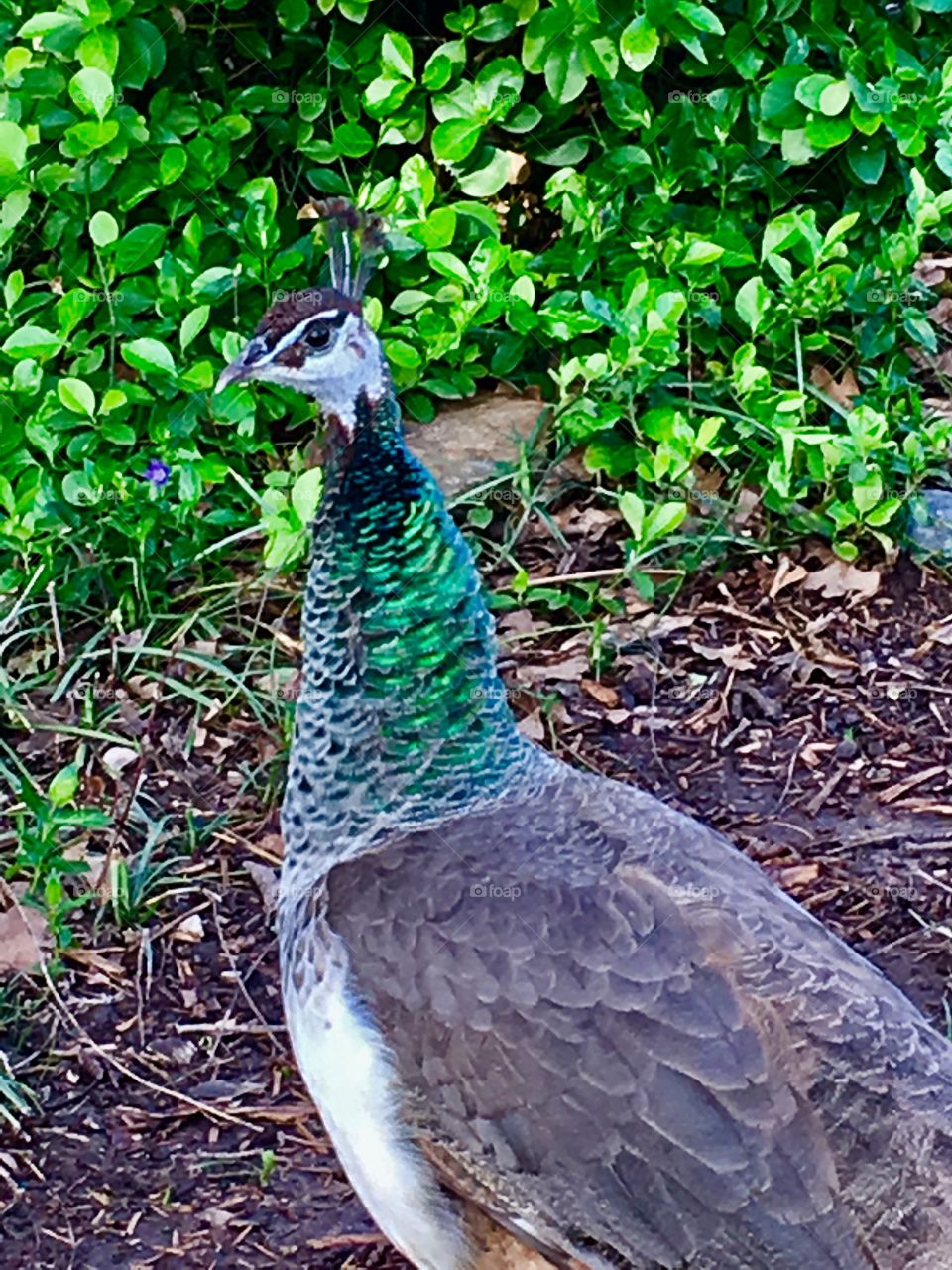 Peacock