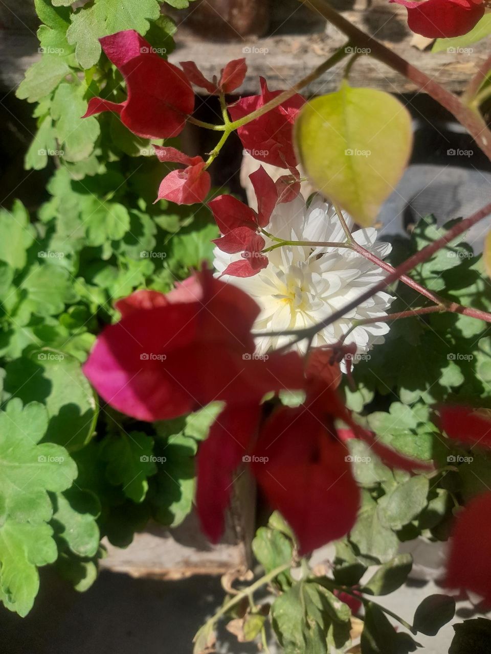 "Immerse yourself in the vivid energy of this color explosion photograph."