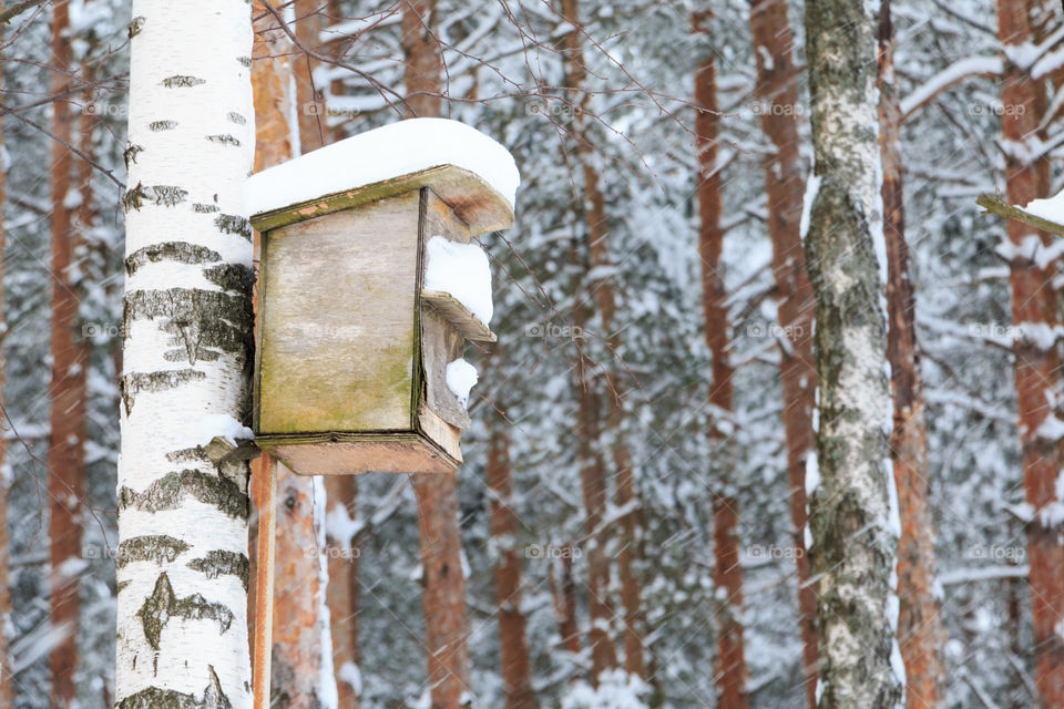 Birdhouse in the tree trunk during winter