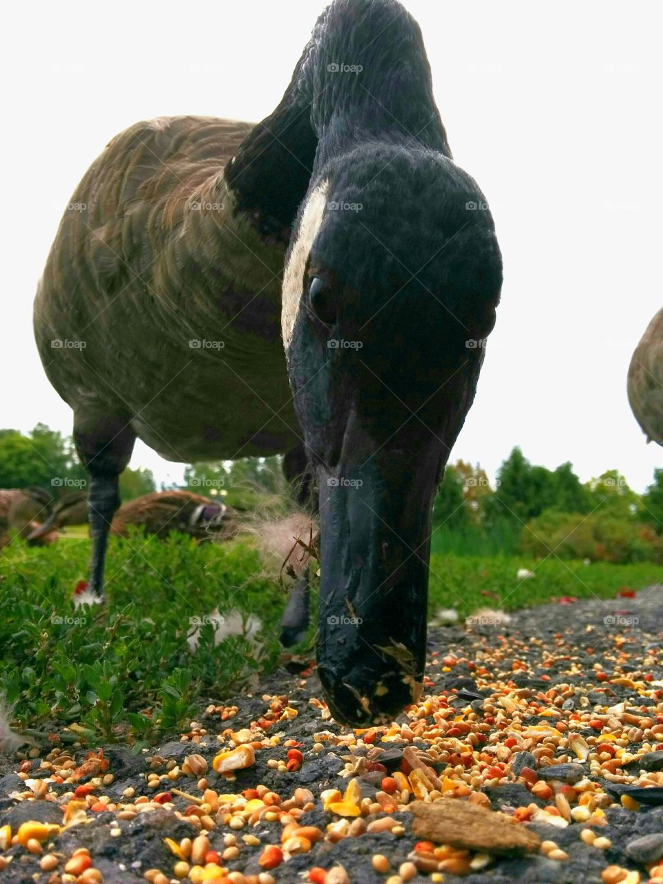Canadian goose in your face. curious goose liking my camera lense