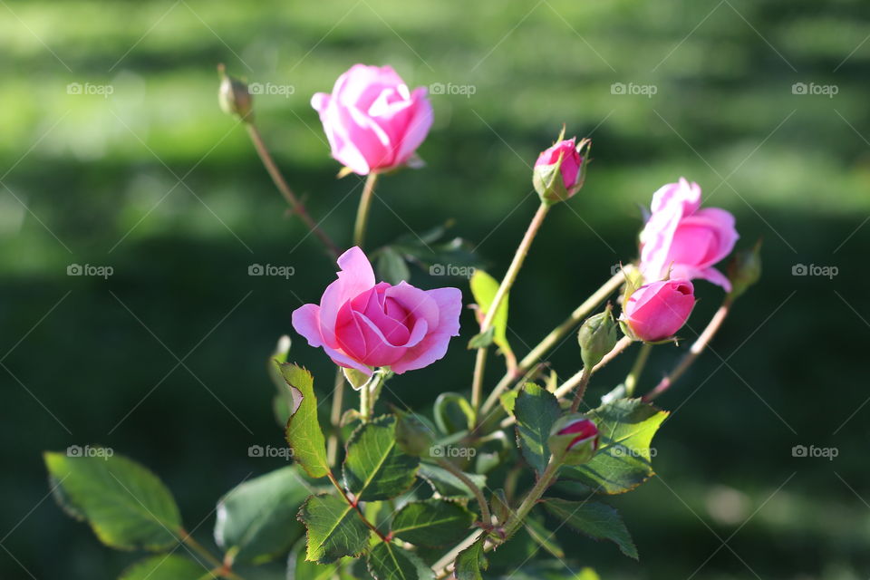 Beautiful rose