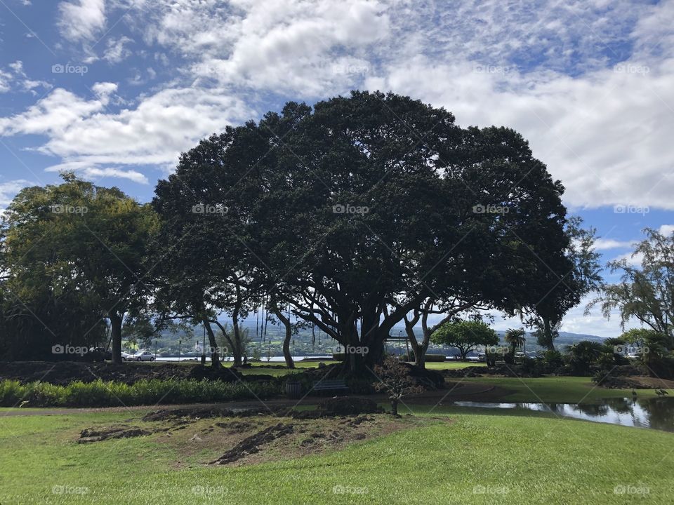 A banyan tree on Big Island Hawaii