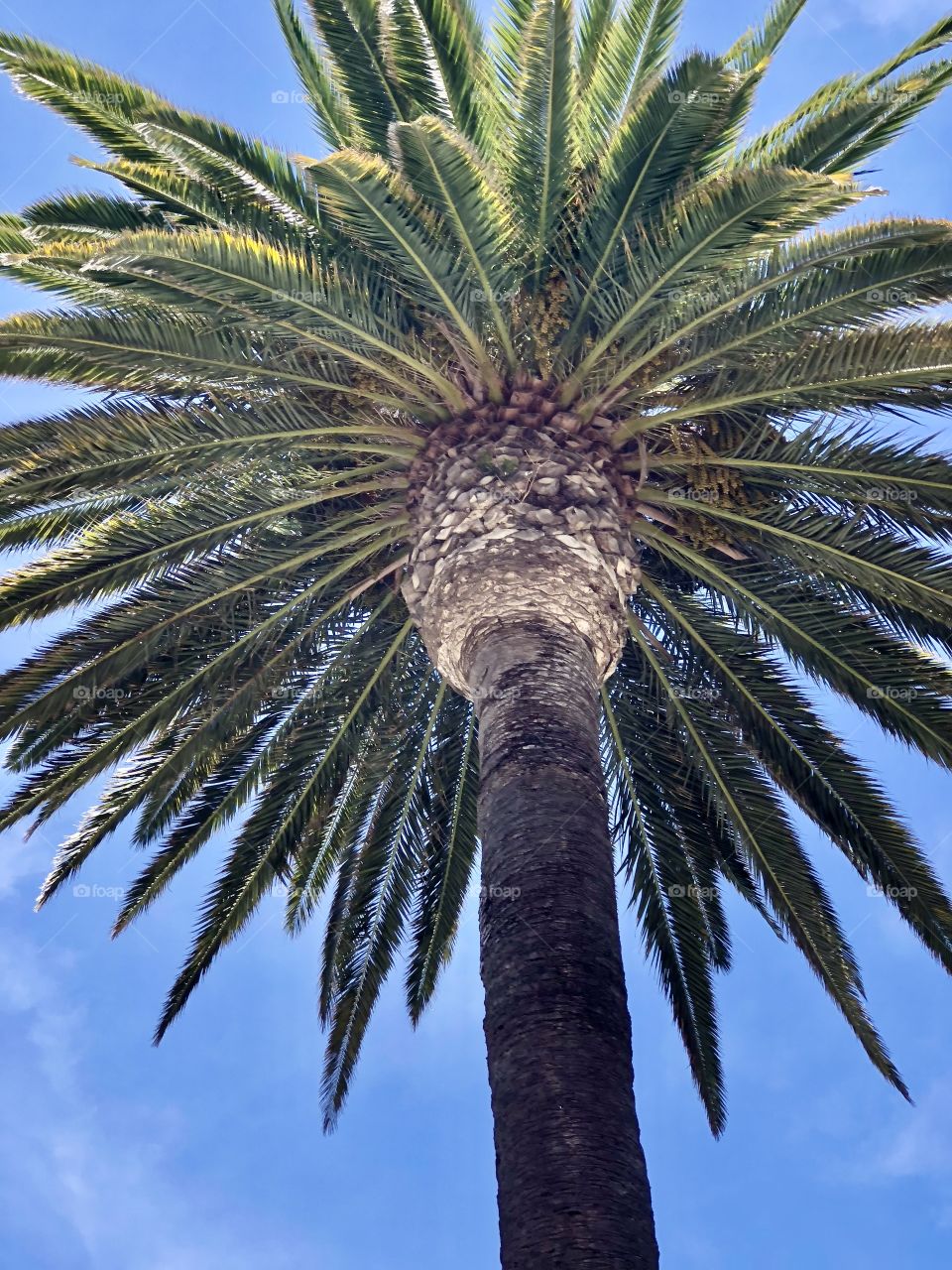 Foap Mission Trees! Massive  Palm Tree With Brilliant Blue Sky Background!