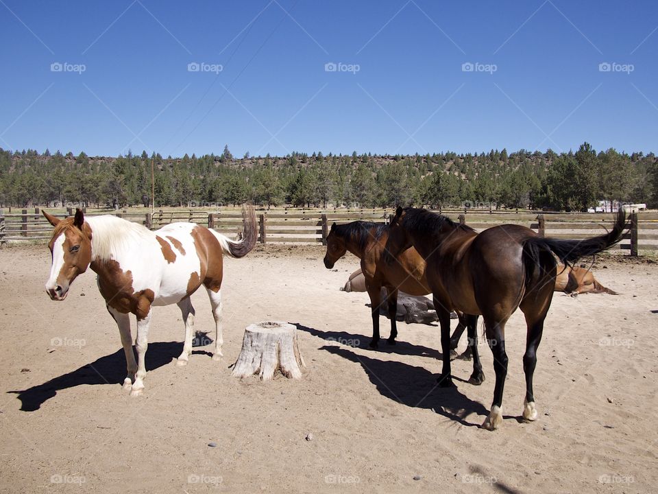 Beautiful horses in a pen on a Central Oregon ranch on a sunny summer day. 