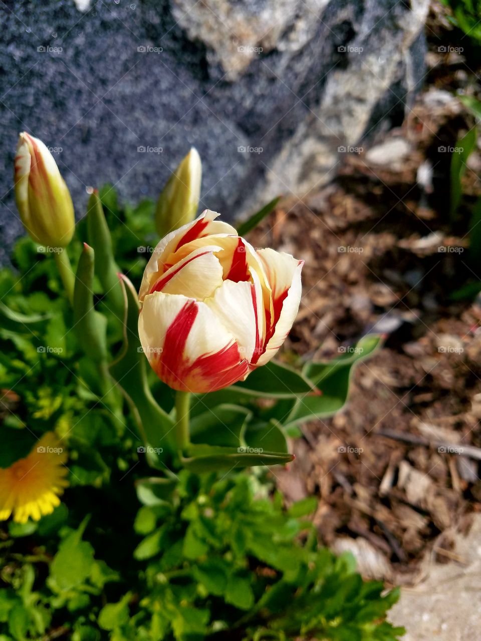 High angle view of tulip