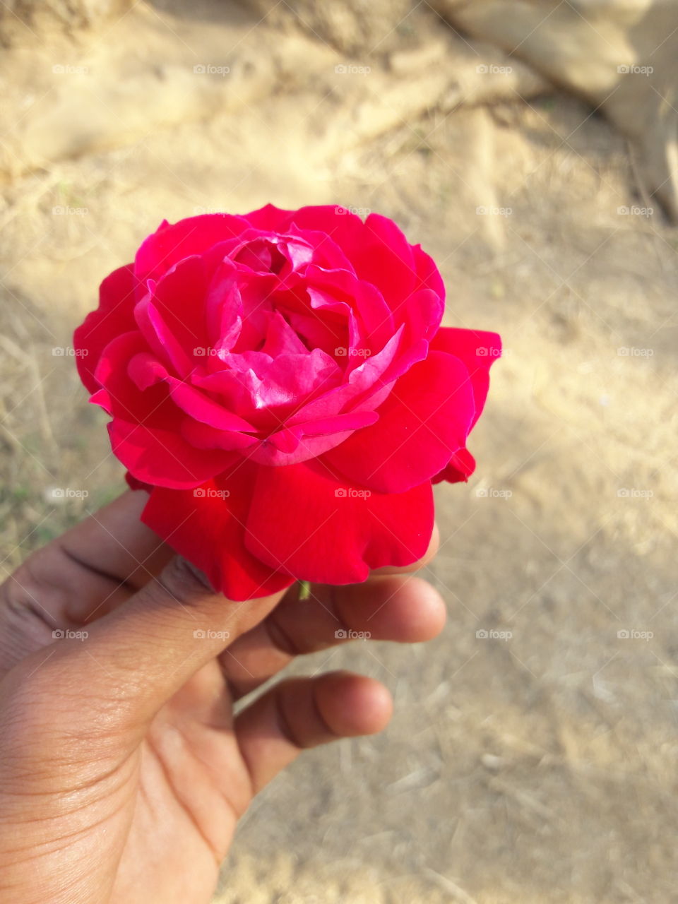 Flower, Love, Nature, Romance, Rose