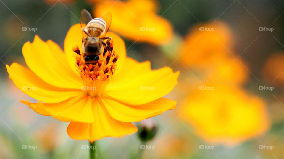 bee feeding on a flower