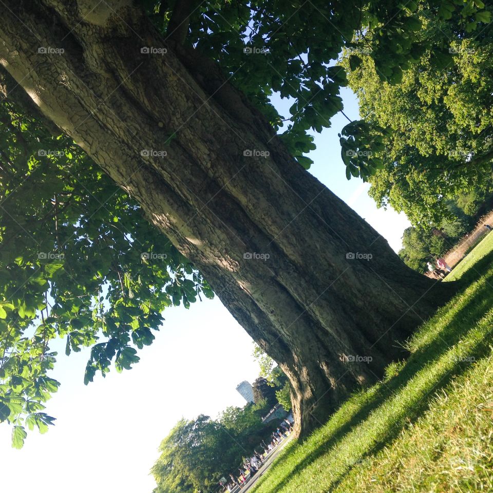 A tree. Hyde park. Diana's fountain grounds