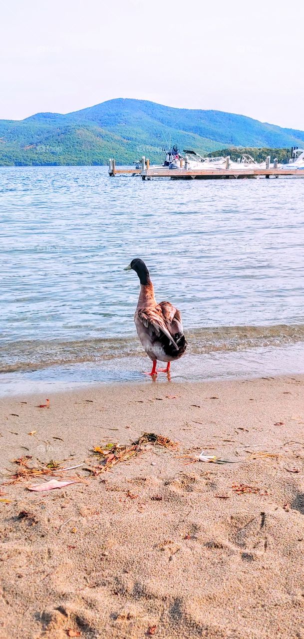 Last to leave before Winter!