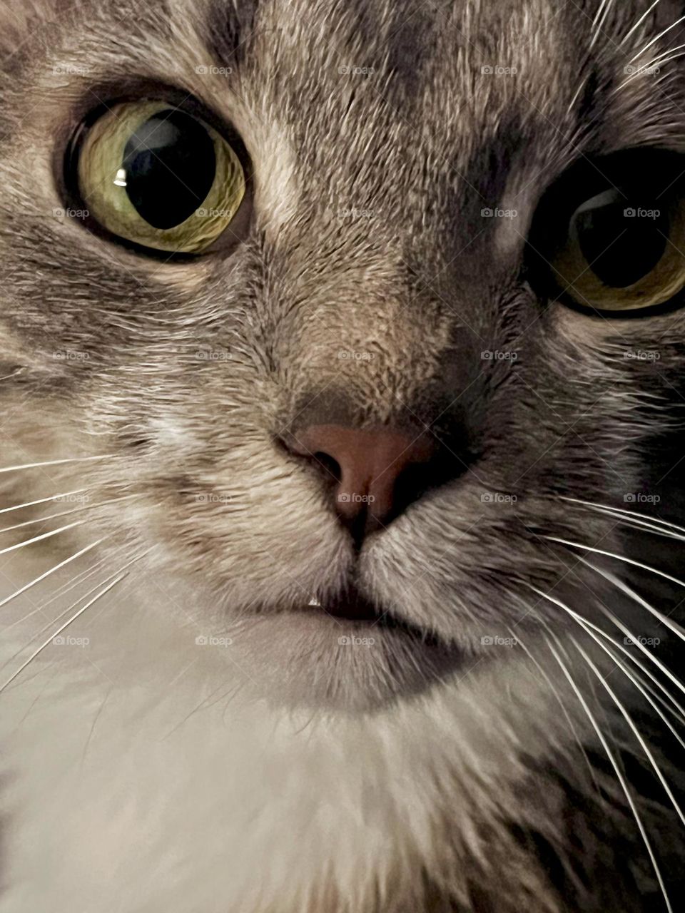 Kitty close up 