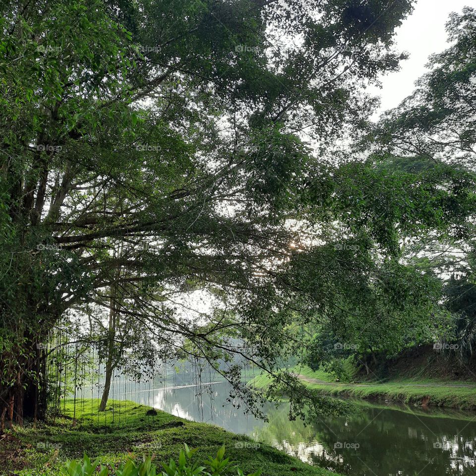 whimsical green tree reflection river sky water