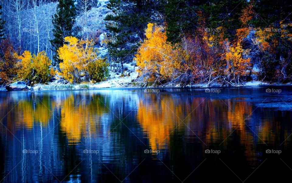 The last fall foliage