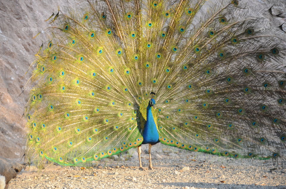 Animals from Brazil