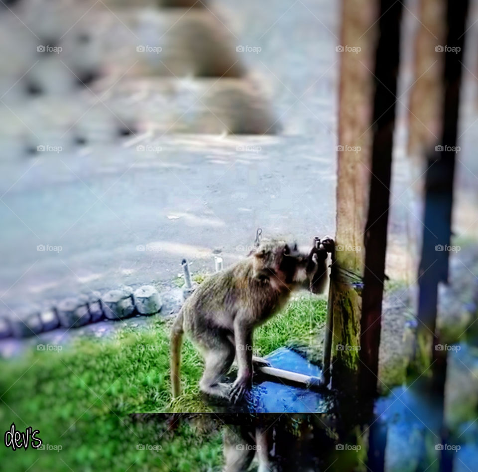 It's a hot day @Ubud, Bali 🐒