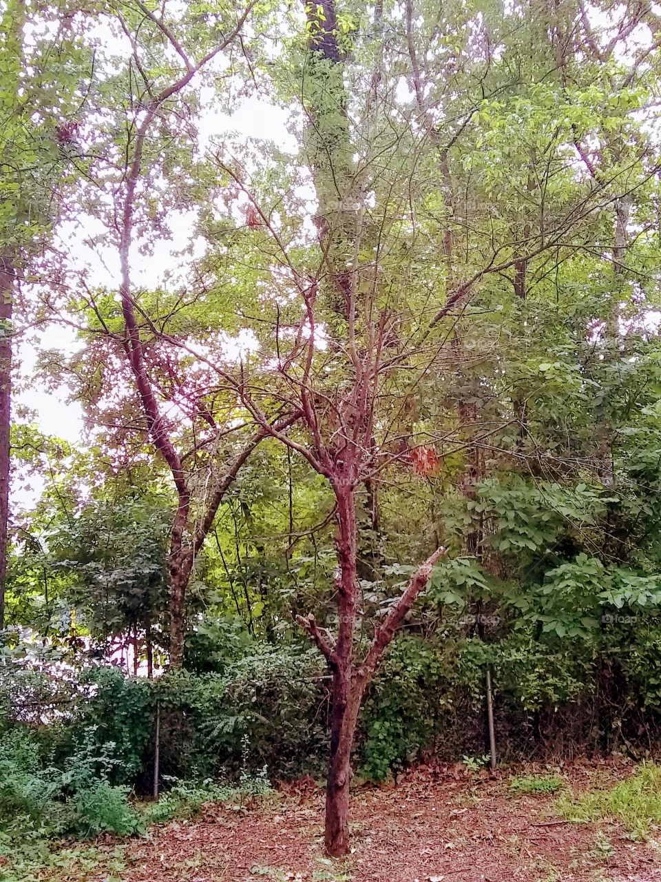 tree