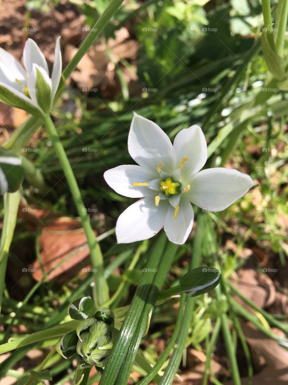 I just love surprises in my flower gardens these little guys have just popped up!