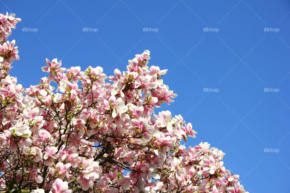 magnolia in a clear blue sky