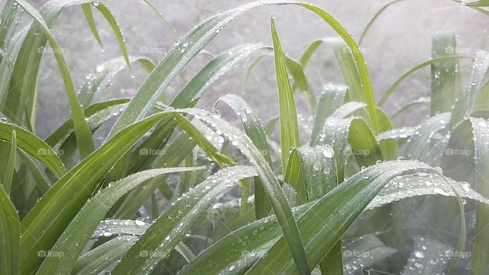 wet drops on grass in the fog